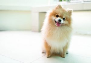Anjing Mini Pom