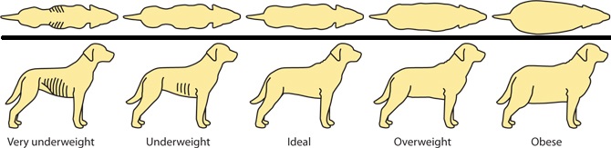 Pengetahuan Cara Memberi Makan Anjing Yang Benar