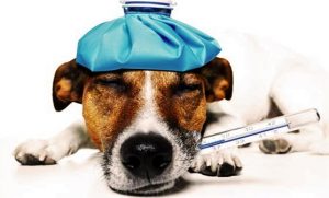 Metode Menangani Anjing Yang Sedang Terkena Sakit
