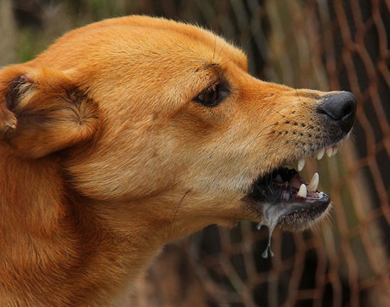 Ciri – Ciri Anjing Yang Terkena Rabies