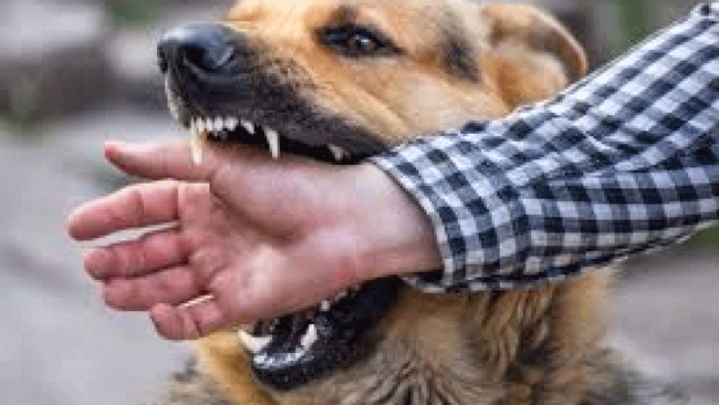 Jejeran Penyakit Berbaya Yang Wajib Dihindari Anjing Piaraan Anda
