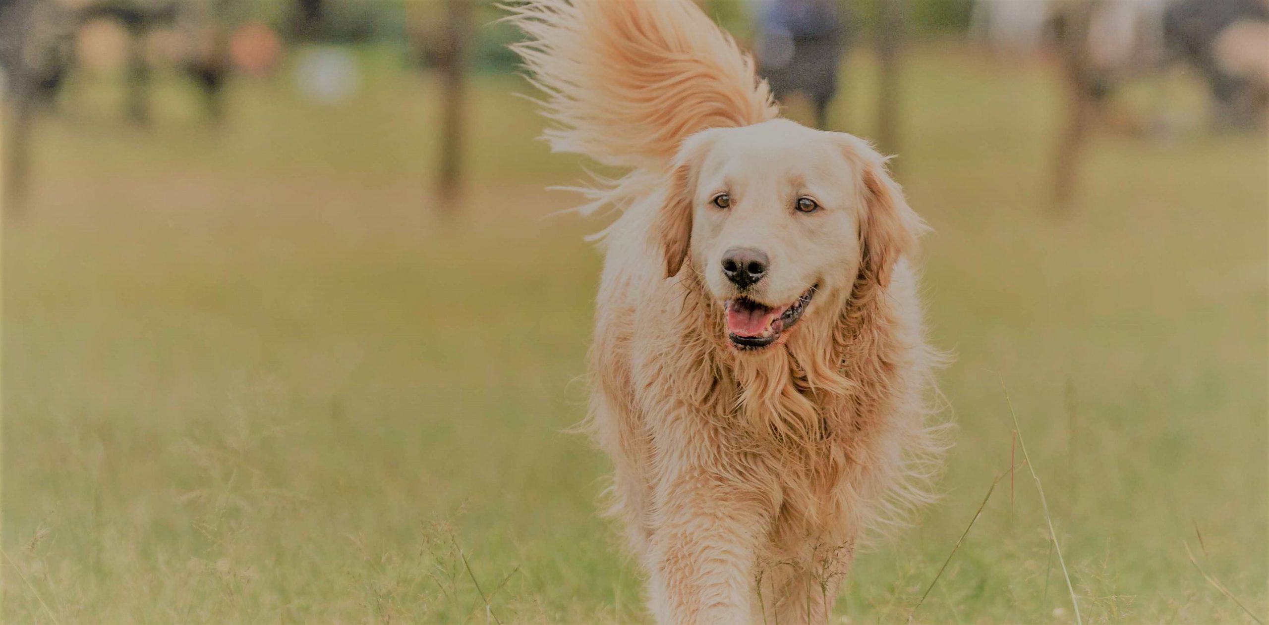 7 Cara Merawat Anjing Supaya Selalu Sehat dan Bahagia