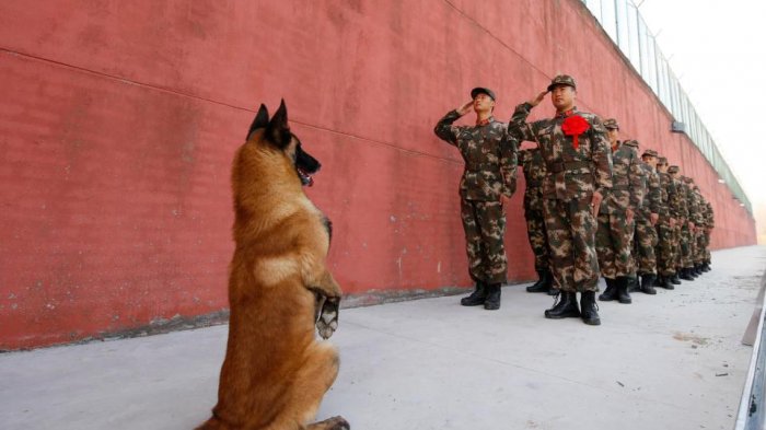 Kumpulan Anjing yang Sering Membantu Aparat Polisi dan Militer Di Dunia