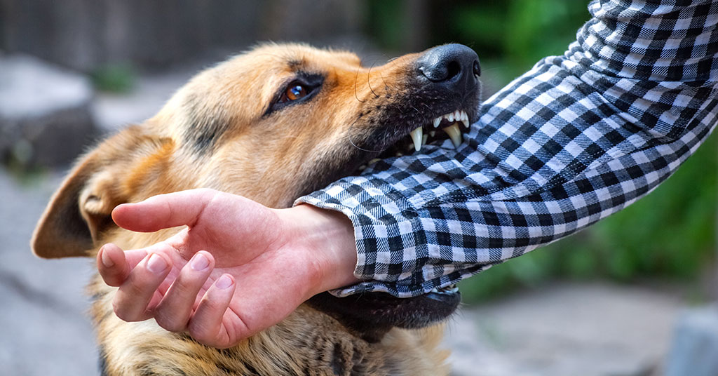 Anjing Peliharaan Sering Menggigit? Ini Dia 5 Cara Ampuh Mengatasinya