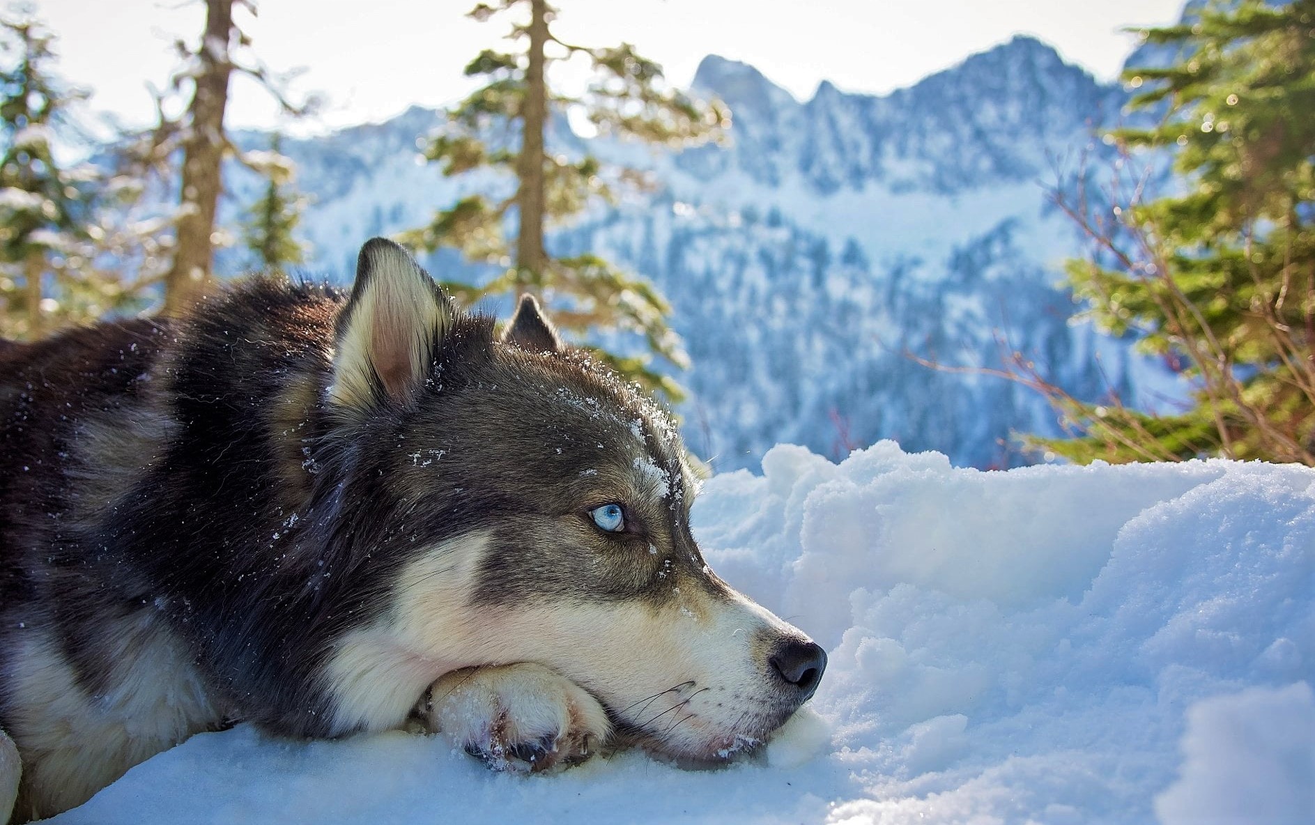 Cara Merawat Anjing Siberian Husky Dengan Baik