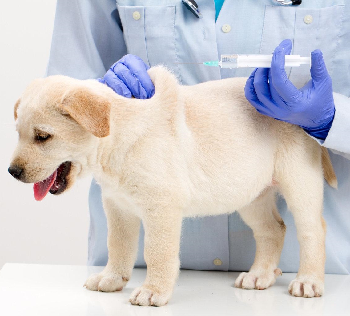 Mengenal Lebih Jauh Manfaat Vaksin Kepada Anjing