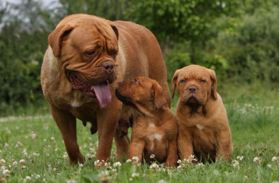 Cara Terbaik Untuk Mengawinkan Anjing Dengan Benar - Dunia Seputar Anjing