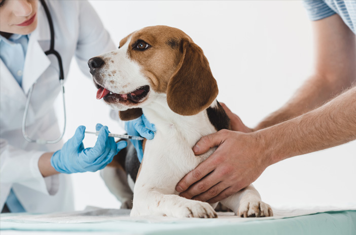 Perhatikan, Ini Daftar Jenis Vaksin Anjing Beserta Jadwalnya